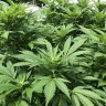 BlueBudz