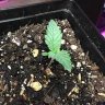 HippyGernade