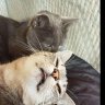 SilverIceCat