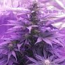 ToxicGrower