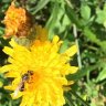 Flowerpower71
