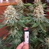 GreenState