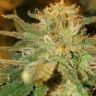 Veterangrower