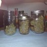 growsomebuds
