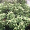 Happygrower456