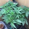 IslandColas
