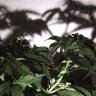 LosTweed
