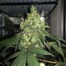 SovietStoner