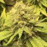 Toker1