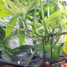 ladygoldfish