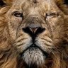 BigBadLion