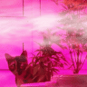 SmokyChambers