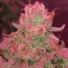 Sugarleaf
