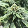 BudBoy2