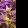 keepgrowing56