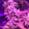 mid9tgrower