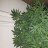 Wannabebotanist23