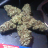 Starris