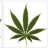 Grower-Aaron
