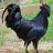 Rooster