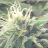 jdakota