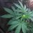 Toxic weed