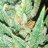 Grow420