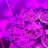 NWBUDGROWER