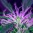 YYCannabis