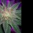 802Cannabiswoman
