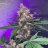 Greenlivin