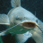 Catfish22