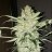 Zkittles2020