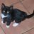 JazzCat
