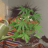 TheSadBadGrower