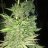 Herbalist89