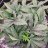 Reeferchiefer