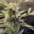 Earlygrower
