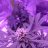 OrganicPassion