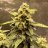 WeedingOptions
