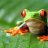 TreeFrog