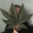 TopShelfTrees