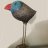 LankyBird