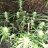LegaliseAus