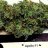 OrganicCanna420