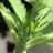 BreezyGreens