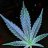 Nedgrows