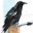 Crow