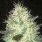 JimmyPapaya