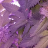 Smokehoss1